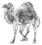 camel_perl.png
